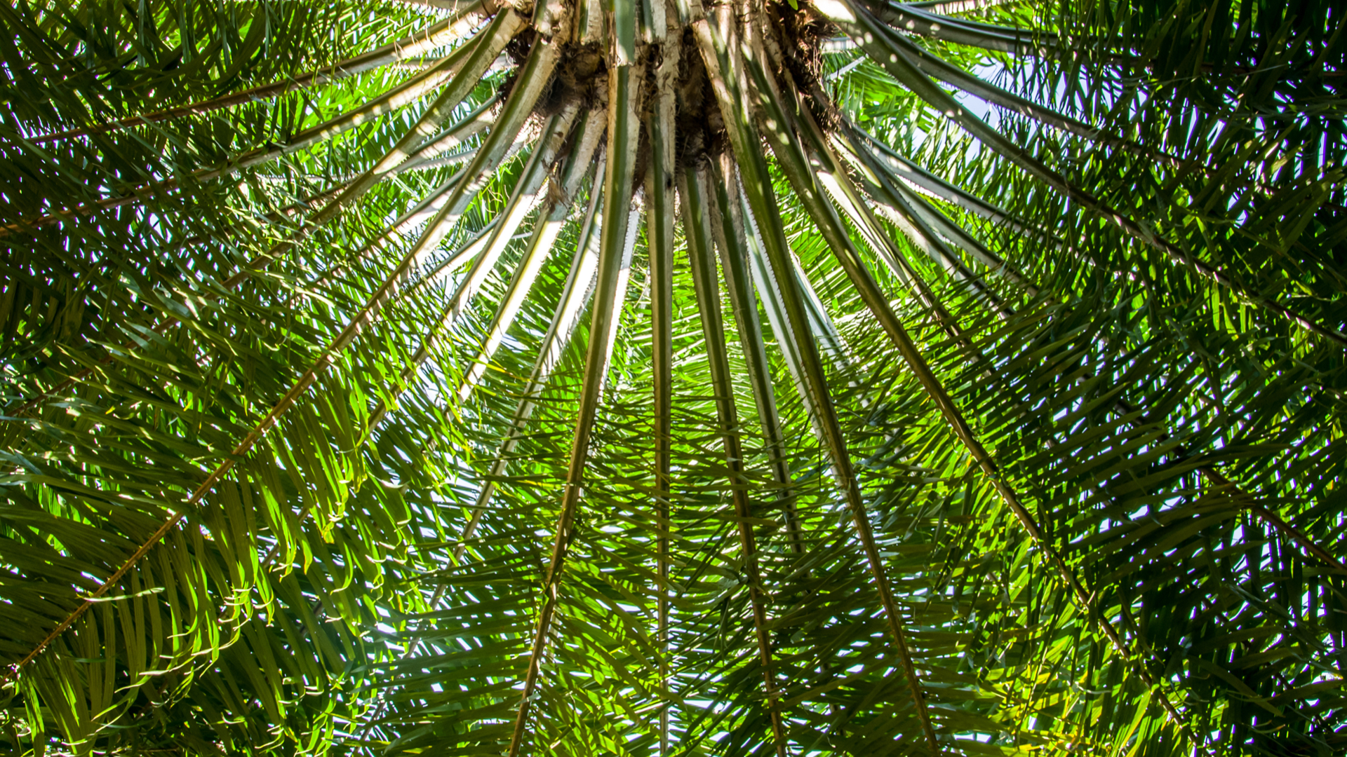 Foto contrapicada de una palmera